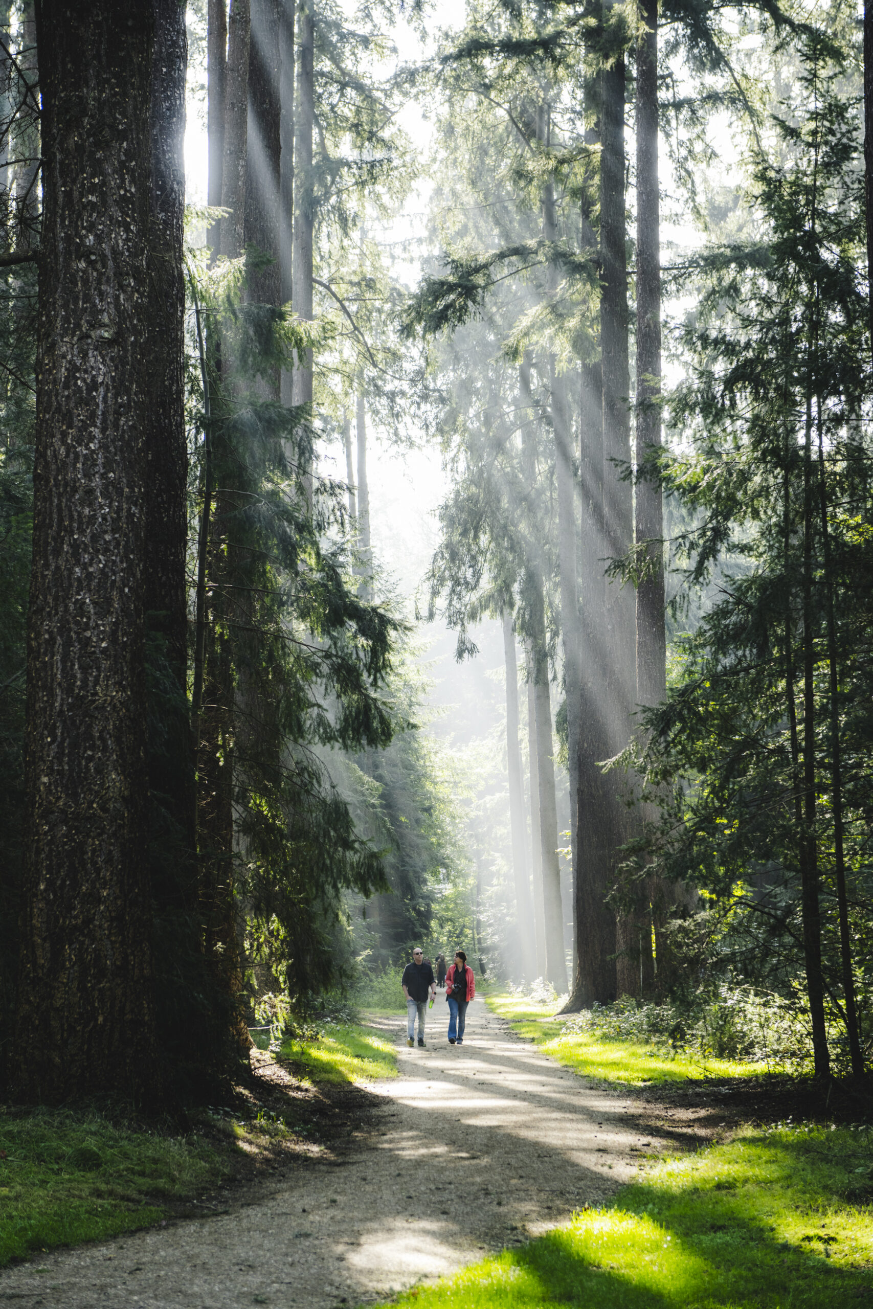 Wandelen in de bossen in Apeldoorn