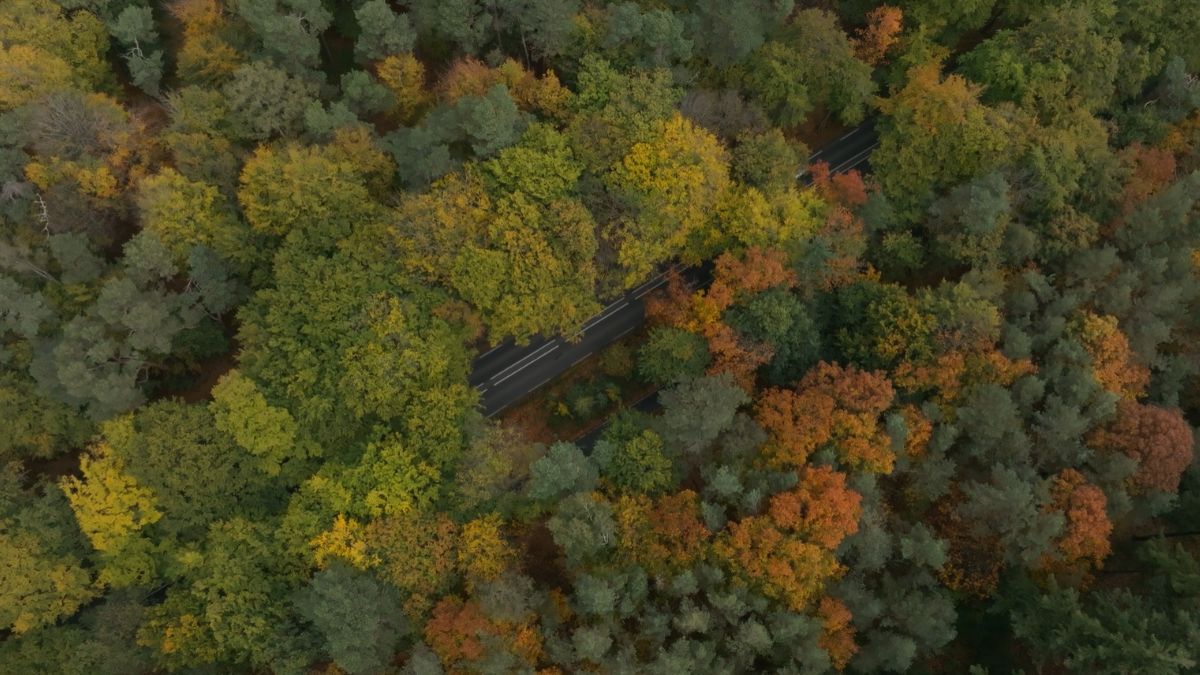 Apeldoorn bos in herfstkleuren